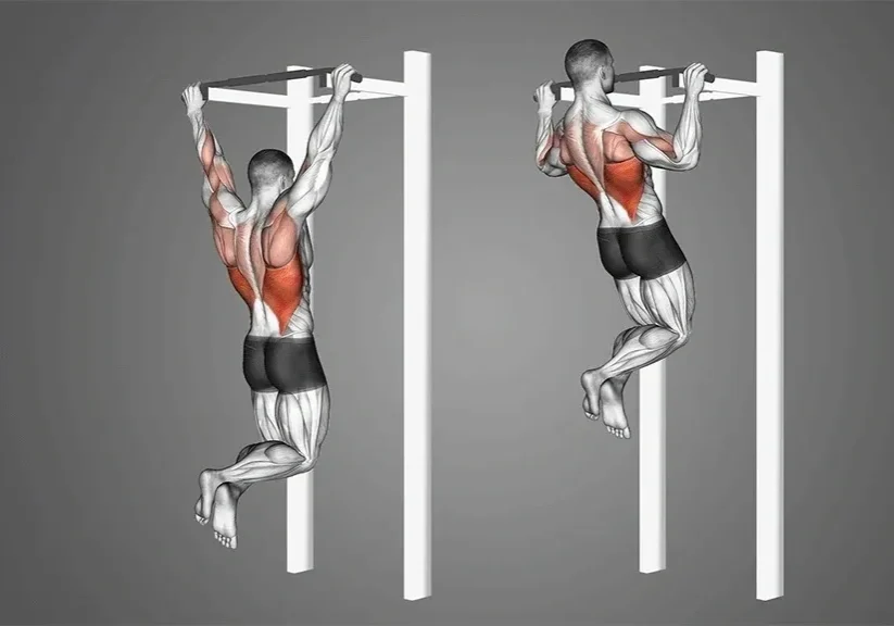 Man performing a pull-up exercise highlighting engaged muscles.